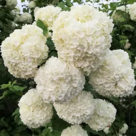 kalina-koralowa-roseum-viburnum-w-doniczkach-p11-wysokosc-30-50-cm