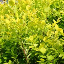 ligustr-vicaryi-ligustrum-w-dobiczkach-c2-wysokosc-25-35-cm