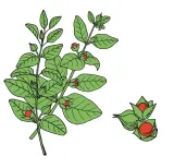 encann-ashwagandha-extract-50-ml-pojemnosc-50-ml