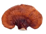 encann-reishi-extract-50-ml-pojemnosc-50-ml