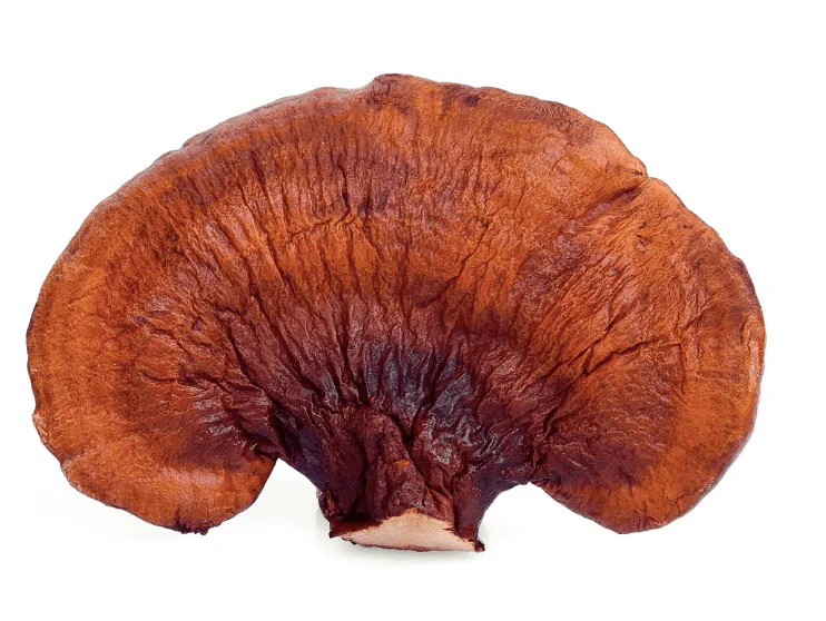 encann-reishi-extract-50-ml-pojemnosc-50-ml