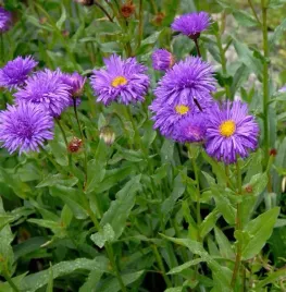 aster-alpinus-dunkle-schone-kwiaty-miododajne