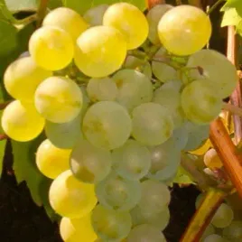 winorosl-bianca-vitis-w-doniczkach-p11-wysokosc-90-110-cm