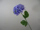 niebieska-chryzantema-galazka-najdluzszy-wymiar-68-cm