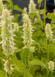 klosowiec-pomarszczony-alabaster-na-skalniak