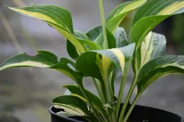 funkia-lakeside-paisley-print-ozdobne-liscie