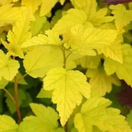 pecherznica-kalinolistna-luteus-physocarpus-w-p11-50-70-cm