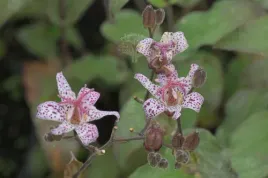 trojsklepka-owlosiona-bylina-do-cienia