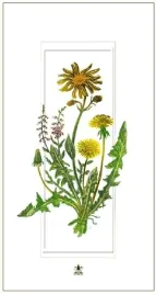 karnet-davinci-12x23-mlecze-g06-42a-325