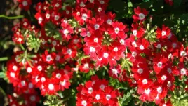 werbena-czerwona-z-bialym-oczkiem-red-white-eye-juz-wysiane-nasiona