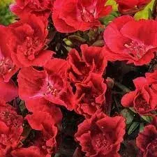 godecja-azalia-letnia-czerwona-juz-wysiane-nasiona