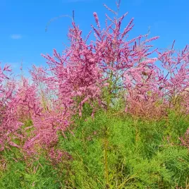 tamaryszek-francuski-tamarix-w-doniczkach-p11-wysokosc-40-60-cm