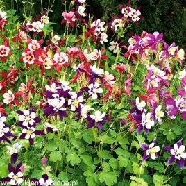 orlik-mieszancowy-juz-wysiane-nasiona