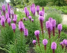 liatra-klosowa-fioletowe-kwiatki-juz-wysiane-nasiona
