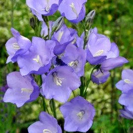 dzwonek-karpacki-niebieski-juz-wysiane-nasiona