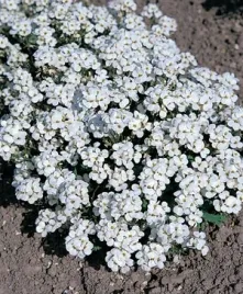 gesiowka-alpejska-biala-juz-wysiane-nasiona