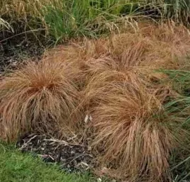 trawa-ozdobna-turzyca-milk-chocolate-juz-wysiane-nasiona