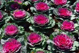 kapusta-ozdobna-kyoto-f1-red-green-juz-wysiane-nasiona