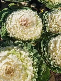 kapusta-ozdobna-kyoto-f1-white-green-juz-wysiane-nasiona