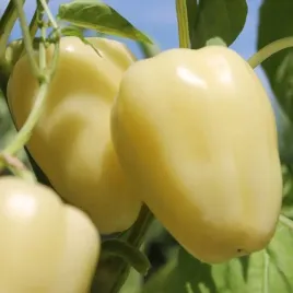 papryka-slodka-zorza-zolta-juz-wysiane-nasiona