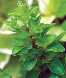 majeranek-ziola-naturalne-juz-wysiane-nasiona