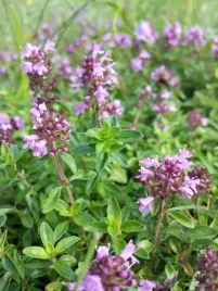 tymianek-ziola-naturalne-juz-wysiane-nasiona