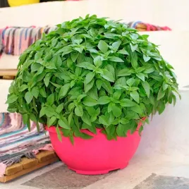 bazylia-grecka-drobnolistna-ziola-naturalne-juz-wysiane-nasiona