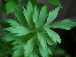 lubczyk-maggie-ziola-naturalne-juz-wysiane-nasiona