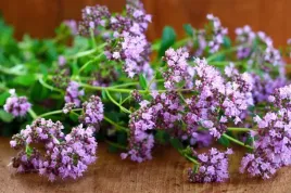 oregano-lebiodka-ziola-naturalne-juz-wysiane-nasiona