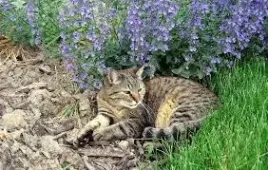 kocimietka-juz-wysiane-nasiona-gratis