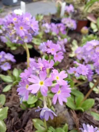 pierwiosnek-zabkowany-sadzonka-bylina-rabaty