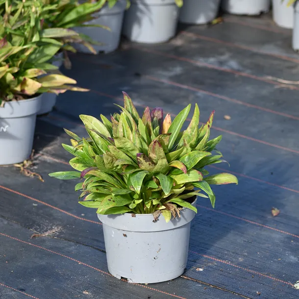 stoklezja-gladka-mel-s-blue