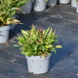 stoklezja-gladka-mel-s-blue