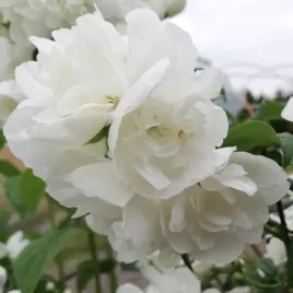 jasminowiec-virginal-philadelphus-w-doniczkach-p9-wysokosc-30-40-cm