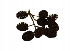 szyszki-olchy-czarnej-15g-odkazaja-i-zakwaszaja