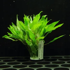 rosliny-do-akwarium-hygrophila-siamensis-xl-latwa