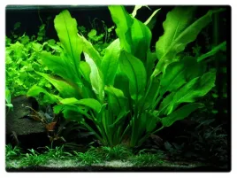 echinodorus-bleheri-zabienica-blehera-koszyk