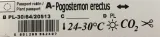 rosliny-do-akwarium-pogostemon-erectus-piekny-kod-producenta-57489234