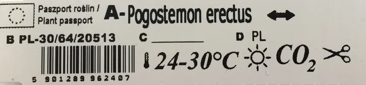 rosliny-do-akwarium-pogostemon-erectus-piekny