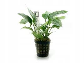 anubias-barteri-bartera-koszyk