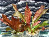 echinodorus-red-flame-zabienicakoszyk