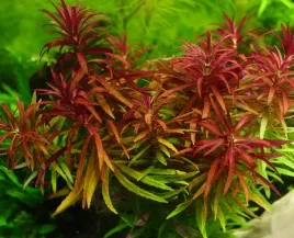 rosliny-do-akwarium-limnophila-aromatica-piekna-xl