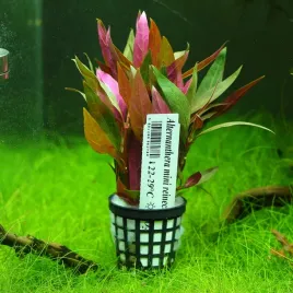 alternanthera-reineckii-mini-rosliny-do-akwarium
