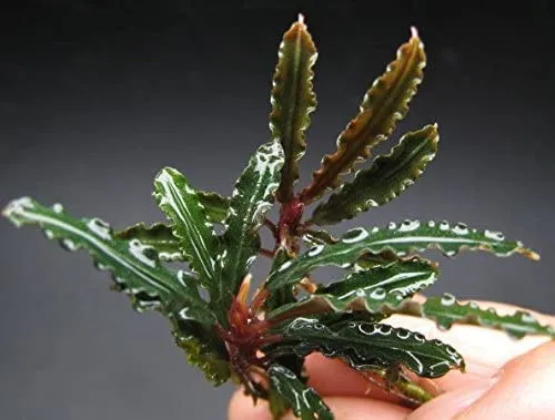 bucephalandra-biblis-koszyk-holandia-o-55-cm-marka-inna