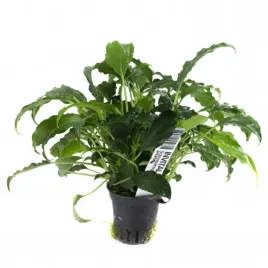 schismatoglottis-prietoi-koszyk-holandia-o-55-cm