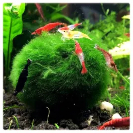 cladophora-galezatka-kulista-2-4cm-pakiet-10szt