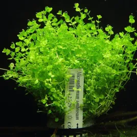 micranthemum-umbrosum-xxl-rosliny-do-akwarium-or-latwa