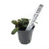 bucephalandra-mini-red