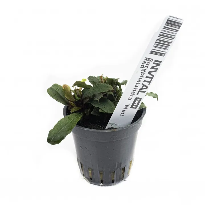 bucephalandra-mini-red