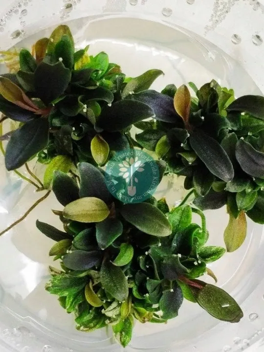bucephalandra-mini-red